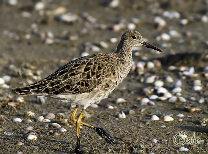 Sono arrivati  i Combattenti